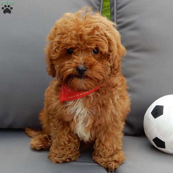 Benji, Cavapoo Puppy
